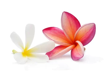 Photo sur Plexiglas Frangipanier frangipani flower isolated on white background