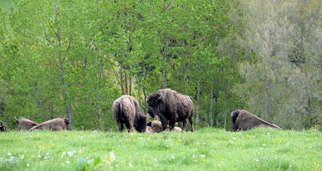 buffalofamily, buffalos in springlight