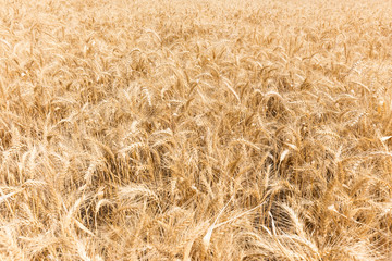 Wheat texture fields yard, Israel.