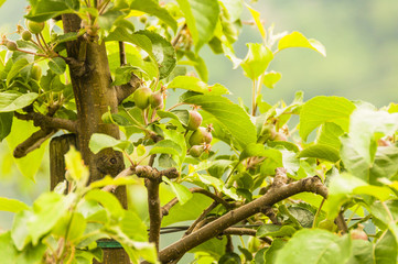 Algund, Algunder Waalweg, Apfelbäume, Obstbauer, Vinschgau, Südtirol, Italien, Apfelblüte, Apfelbaum, Wanderweg, Frühling