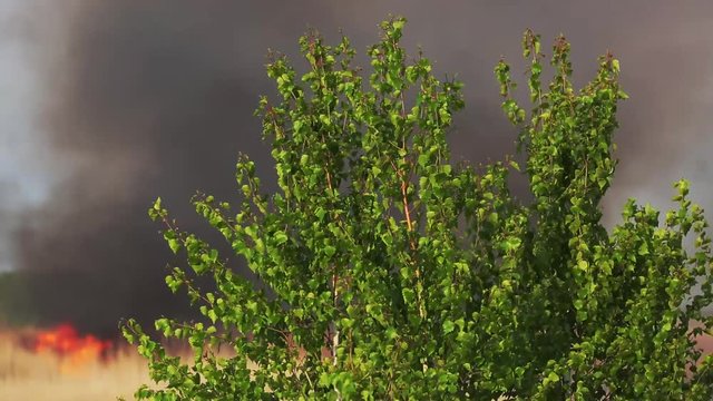 the tree on the background of a forest fire