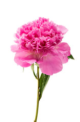 pink peony isolated