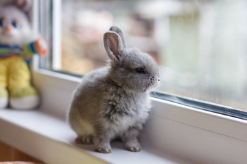 Little grey bunny rabbit sits on the window © victoriavader