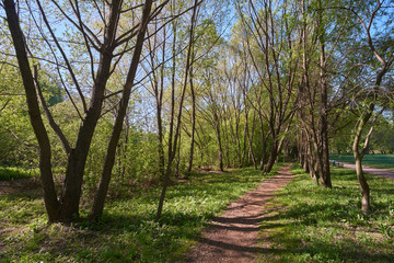 Obraz premium Walking on footpath