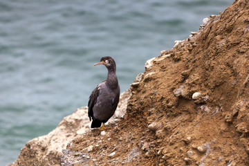 Spotted Shag (Phalacrocorax punctatus)