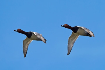 Obraz premium Common pochard (Aythya ferina)