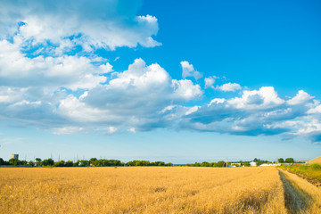 Obraz premium wheat field