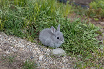 Little grey bunny rabbit eating grass in the garden