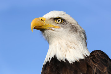 Obraz premium Bald Eagle