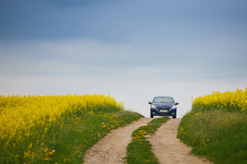 Blue small car traveling near field yellow rapeseed