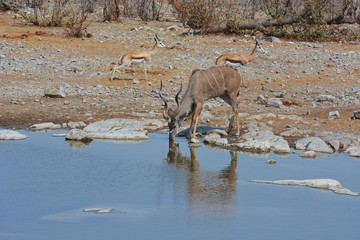 Kudu (Strepsicerus) am Wasserloch im Etosha Nationalpark