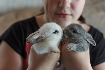 Two little adorable bunny rabbits