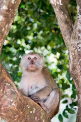 macaque ,monkey