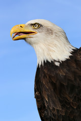 Fototapeta premium Bald Eagle