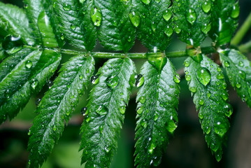 Branch with green leaves.Drops of water on a  rowan.