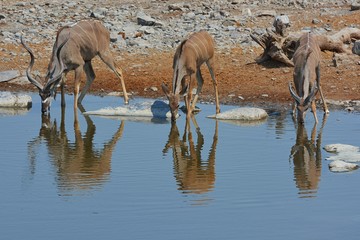 Kudus (Strepsicerus) am Wasserloch im Etosha Nationalpark