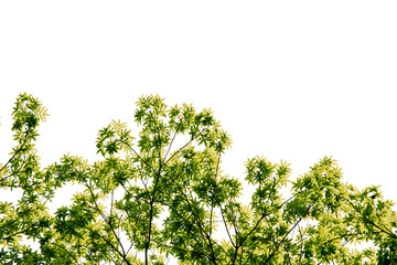 Leaves branches bzckground