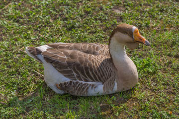 Gray goose 