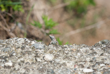 lucertola