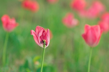 Obraz premium Tulipes