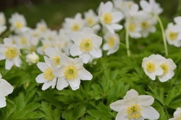 Подснежники