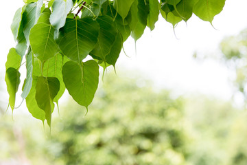 pipal tree leaves background