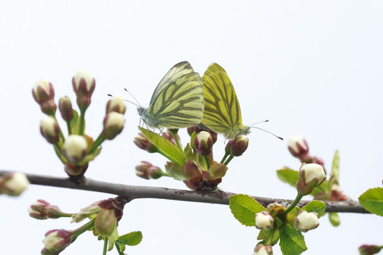 two butterflies on a tree branch on a white background in the spring in the Park
