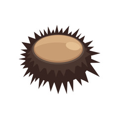 Illustration of a close up sea urchin brown