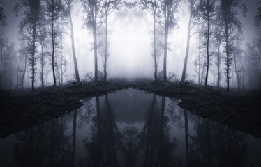 forest trees reflecting in water