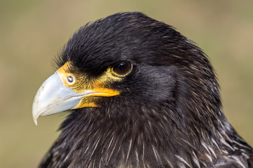 Striated caracara portrait