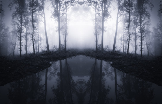 Fototapeta forest trees reflecting in water