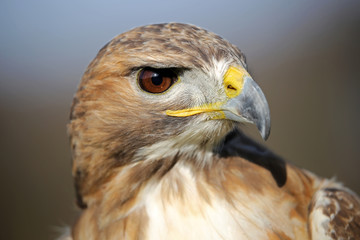 Fototapeta premium Red-tailed hawk portrait