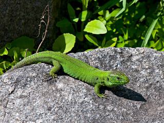 Naklejka premium Green lizard on the stone background.