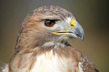 Red-tailed hawk portrait