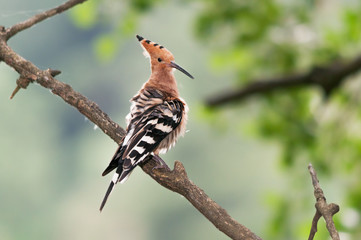 A hoopoe (Upupa epops) sitting on branch with ruffled feathers during preening