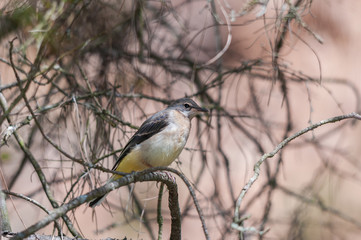 A grey wagtail (Motacilla cinerea) fledgeling waiting on a pine tree