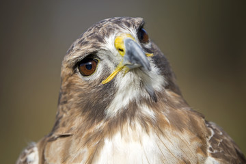 Red-tailed hawk portrait
