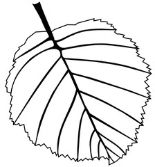 alder leaf