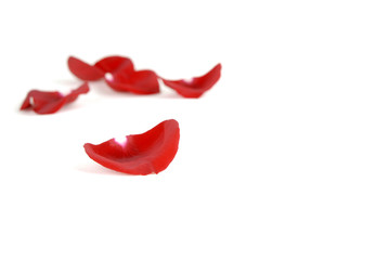 Rose Petals Representing Love and Romance