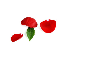 Rose Petals Representing Love and Romance
