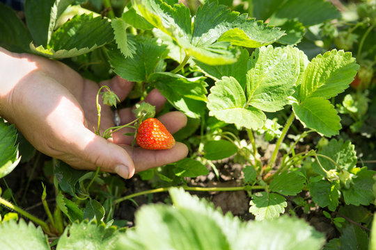 human hand showing strawberry.