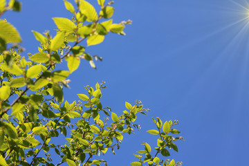 Junge Buchenblätter im Frühling mit blauen Himmel und Sonnenstrahlen