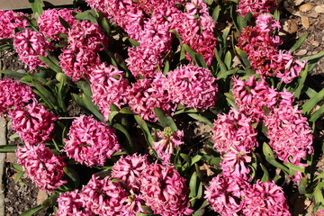 Pink "Hyacinth" flowers in St. Gallen, Switzerland. Hyacinthus genus is native to Mediterranean countries (Turkey, Syria, Lebanon etc).