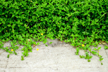 soft focus  green leaves background