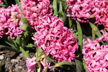 Pink "Hyacinth" flowers in St. Gallen, Switzerland. Hyacinthus genus is native to Mediterranean countries (Turkey, Syria, Lebanon etc).