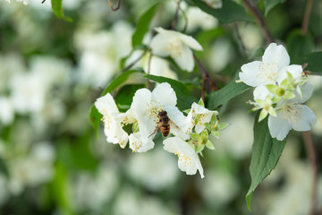 white flowers on the tree.