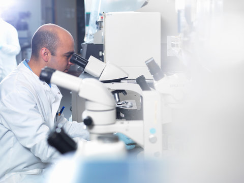 Scientist viewing parasites under light microscope in laboratory, Jenner Institute, Oxford University