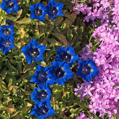 Enzian und Polsterphlox