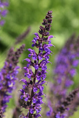 Salvia nemerosa 'Superba'