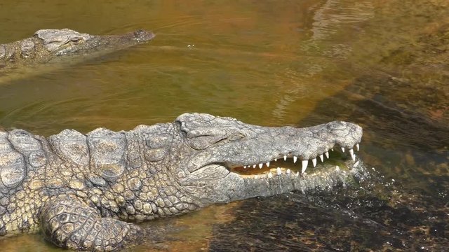 Two crocodiles lying in water flow, one with open mouth making funny look like it's washing teeth. Animal does not move, opens closed eye 